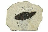 Fossil Winged Seed (Ailanthus) - Wyoming #245172-1